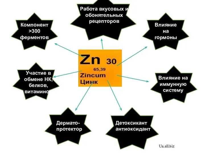 Компонент >300 ферментов Участие в обмене НК, белков, витаминов Дермато-протектор