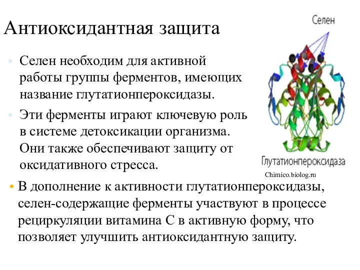 Антиоксидантная защита В дополнение к активности глутатионпероксидазы, селен-содержащие ферменты участвуют