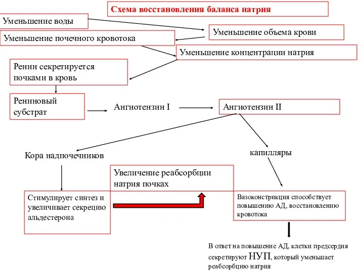 Уменьшение объема крови Уменьшение почечного кровотока Уменьшение концентрации натрия Ренин