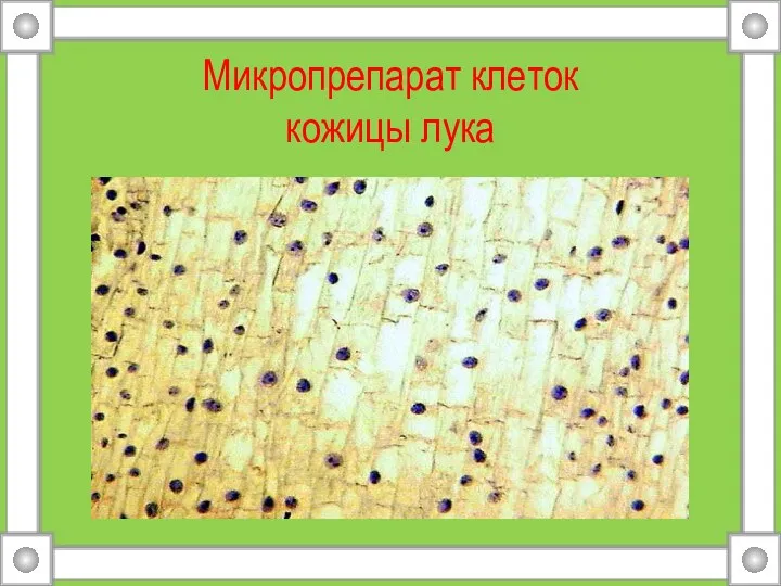 Микропрепарат клеток кожицы лука