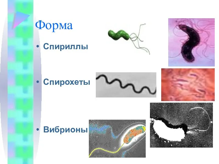 Форма Спириллы Спирохеты Вибрионы