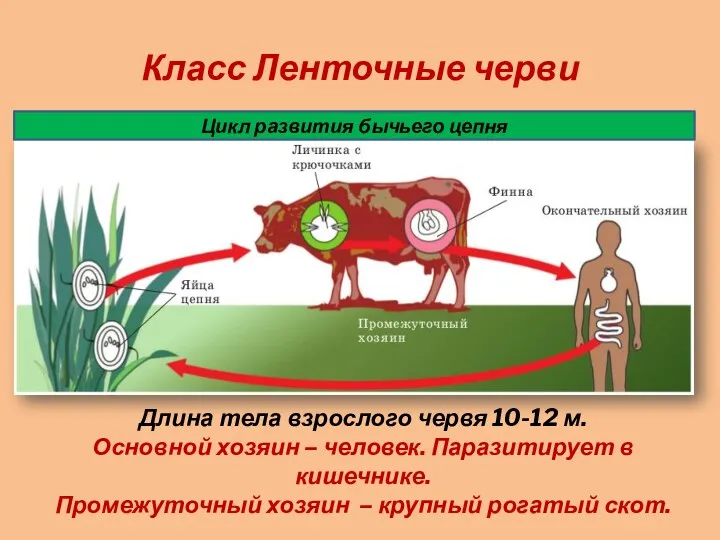 Класс Ленточные черви Цикл развития бычьего цепня Длина тела взрослого червя 10-12 м.