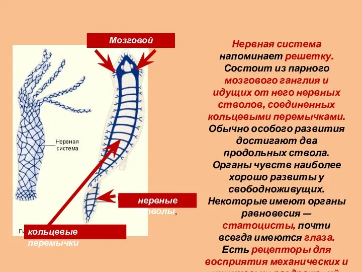 Нервная система напоминает решетку. Состоит из парного мозгового ганглия и