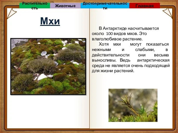 Мхи В Антарктиде насчитывается около 100 видов мхов. Это влаголюбивое
