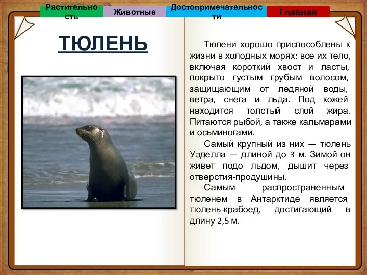 ТЮЛЕНЬ Тюлени хорошо приспособлены к жизни в холодных морях: все