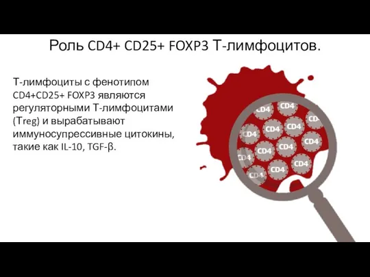 Т-лимфоциты с фенотипом CD4+CD25+ FOXP3 являются регуляторными Т-лимфоцитами (Тreg) и