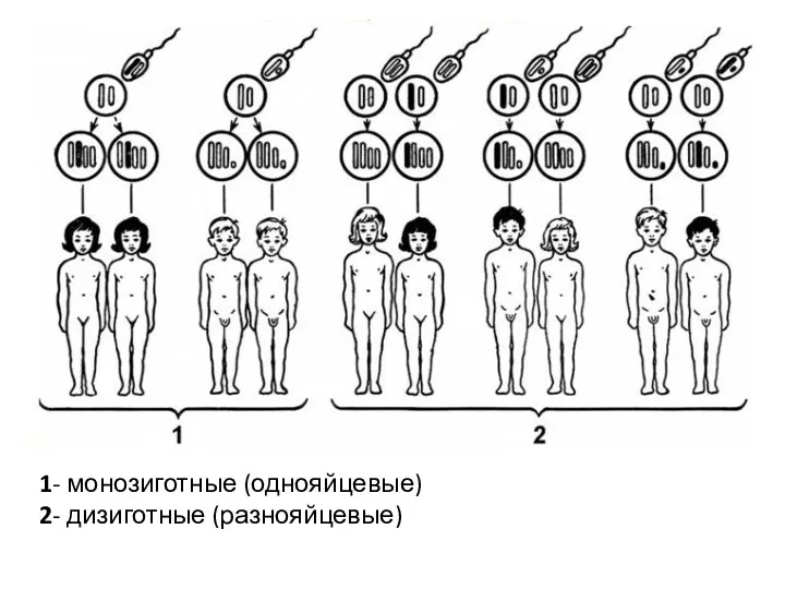 1- монозиготные (однояйцевые) 2- дизиготные (разнояйцевые)