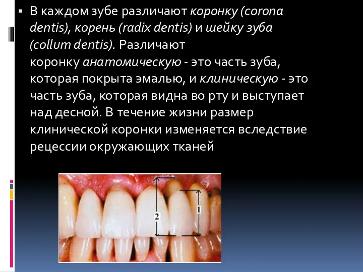 В каждом зубе различают коронку (corona dentis), корень (radix dentis) и шейку зуба
