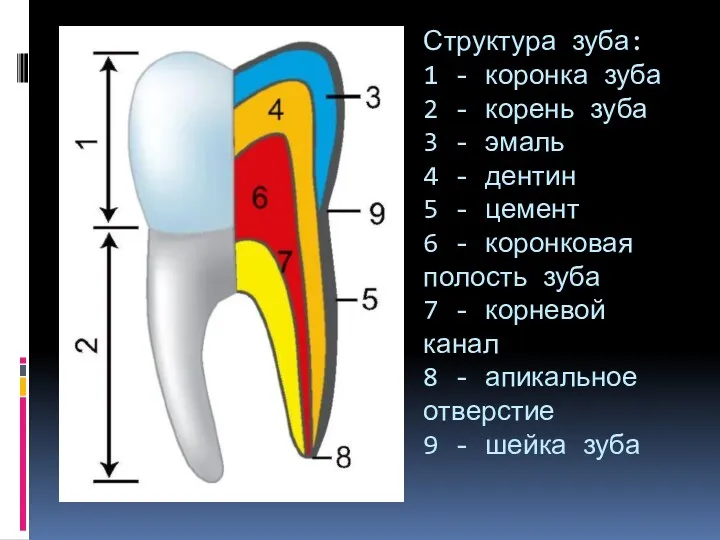 Структура зуба: 1 - коронка зуба 2 - корень зуба 3 - эмаль