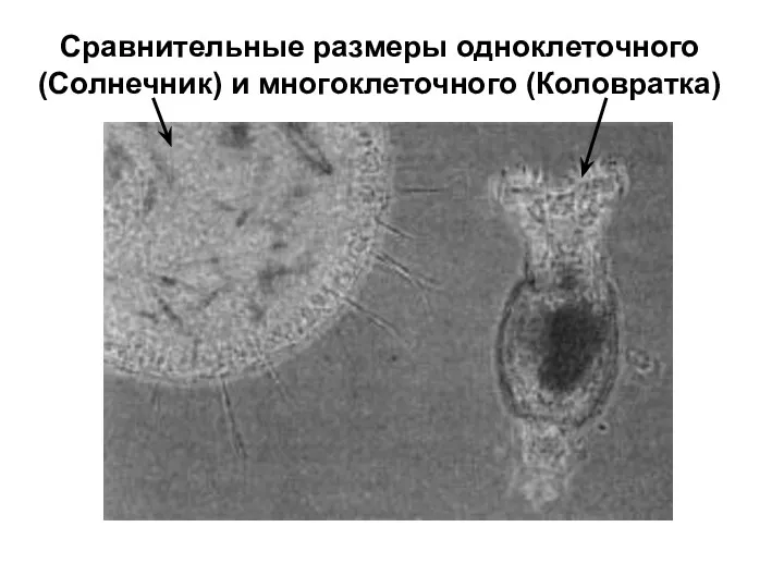 Сравнительные размеры одноклеточного (Солнечник) и многоклеточного (Коловратка)