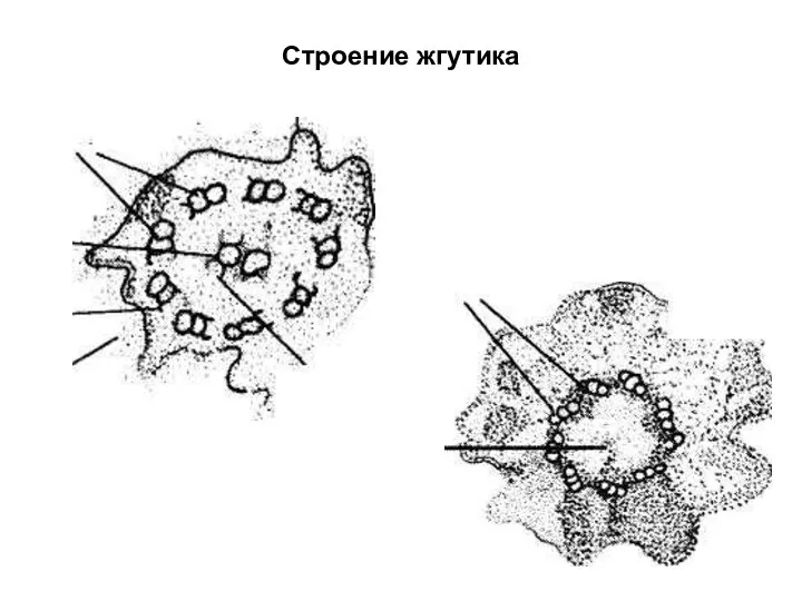 Строение жгутика