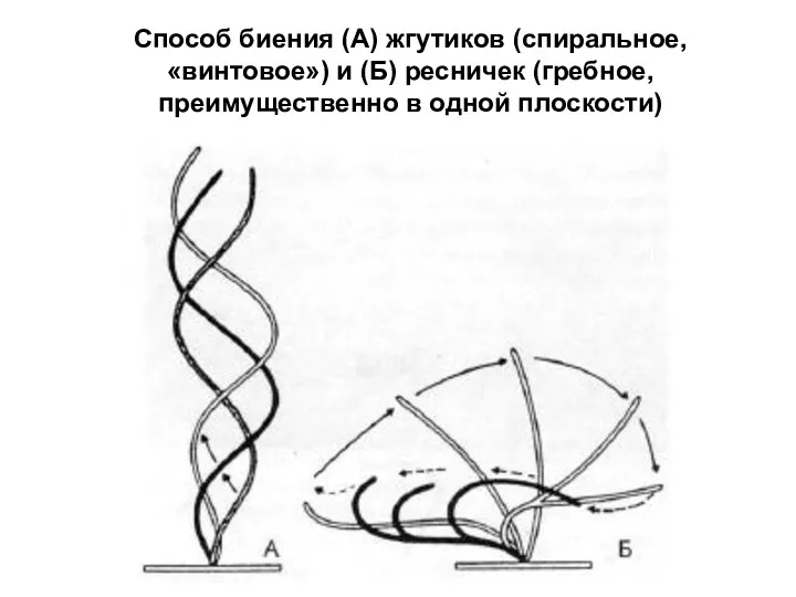 Способ биения (А) жгутиков (спиральное, «винтовое») и (Б) ресничек (гребное, преимущественно в одной плоскости)