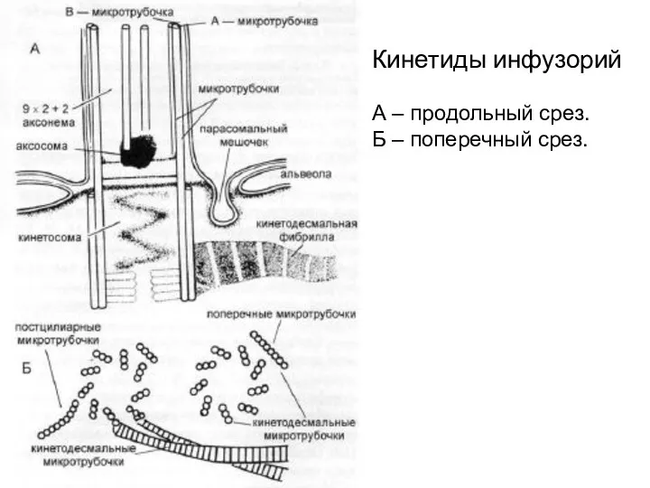 Кинетиды инфузорий А – продольный срез. Б – поперечный срез.