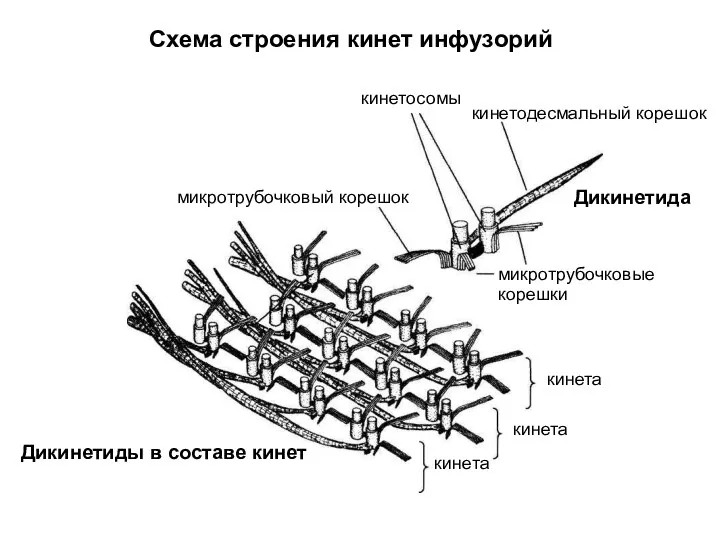 Схема строения кинет инфузорий кинетосомы микротрубочковый корешок кинетодесмальный корешок Дикинетида