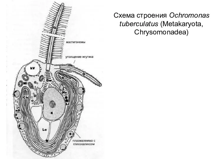 Схема строения Ochromonas tuberculatus (Metakaryota, Chrysomonadea)