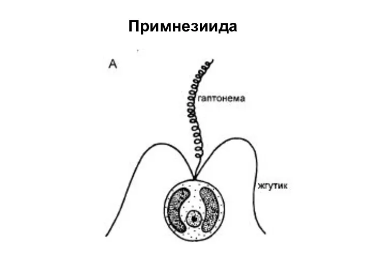 Примнезиида