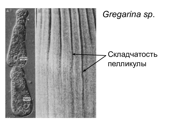 Gregarina sp. Складчатость пелликулы