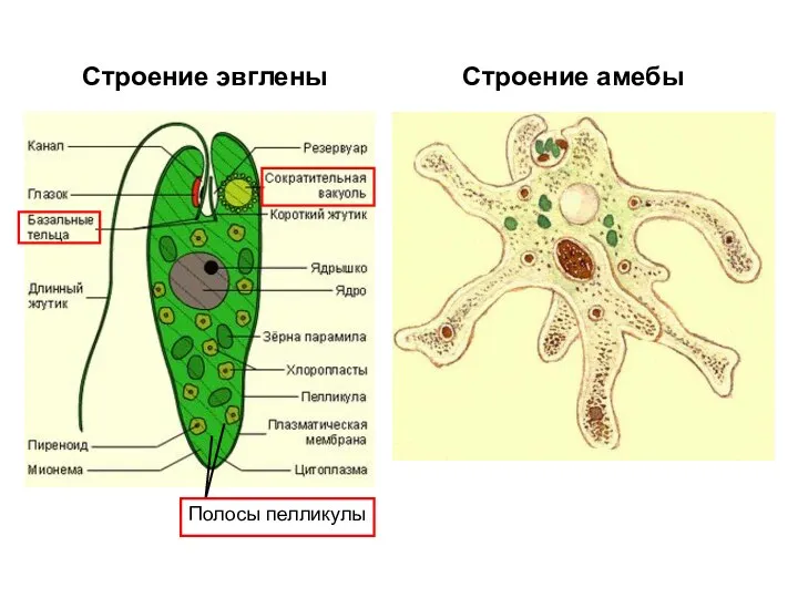 Строение эвглены Строение амебы Полосы пелликулы