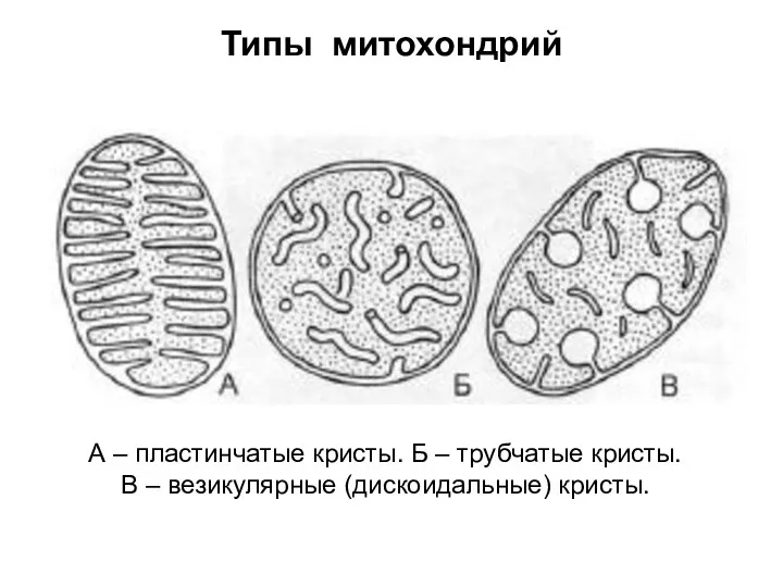 Типы митохондрий А – пластинчатые кристы. Б – трубчатые кристы. В – везикулярные (дискоидальные) кристы.