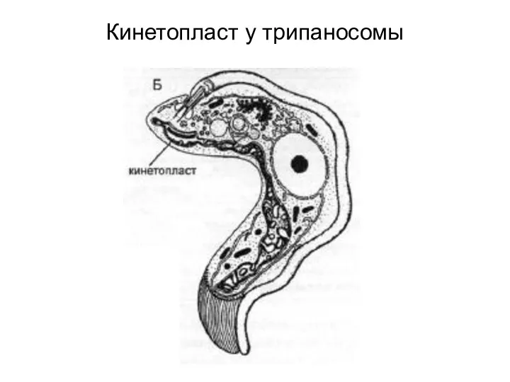 Кинетопласт у трипаносомы