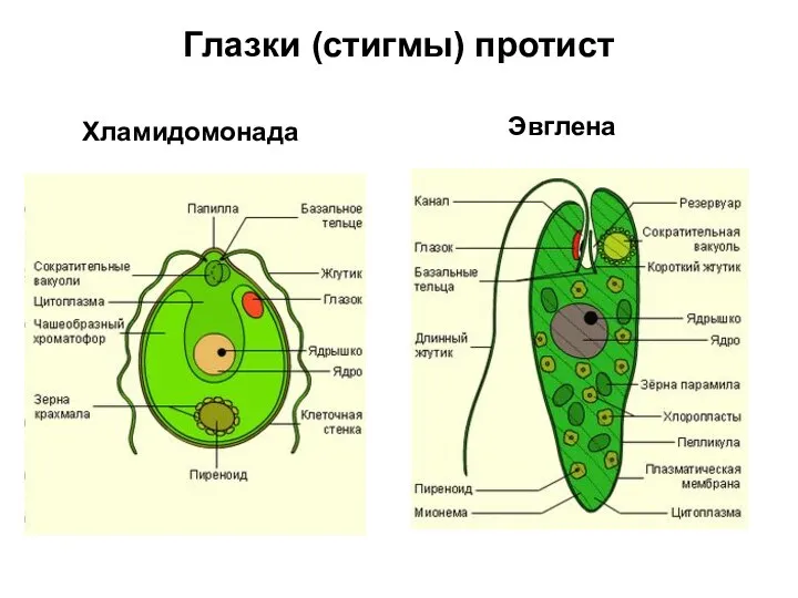 Хламидомонада Эвглена Глазки (стигмы) протист