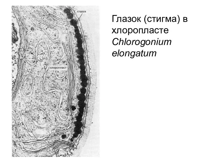 Глазок (стигма) в хлоропласте Chlorogonium elongatum