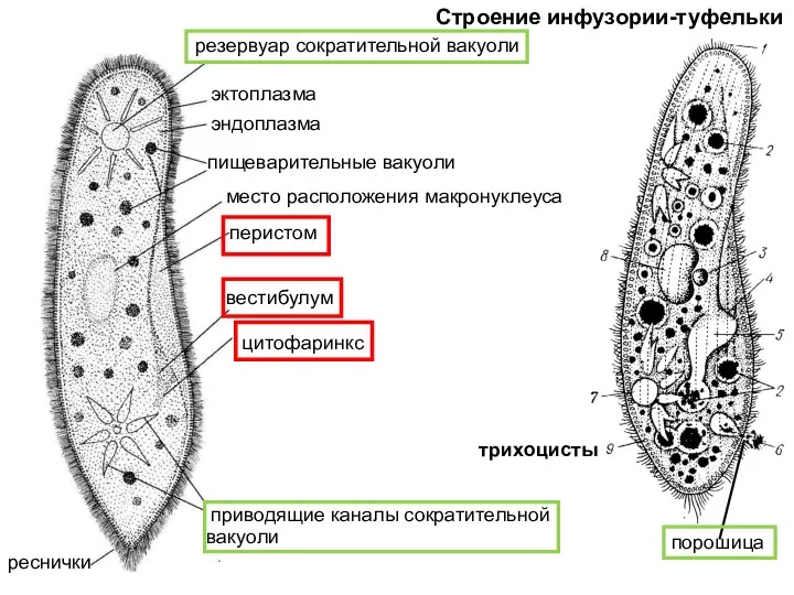 трихоцисты