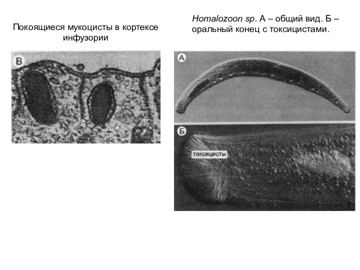 Покоящиеся мукоцисты в кортексе инфузории Homalozoon sp. А – общий