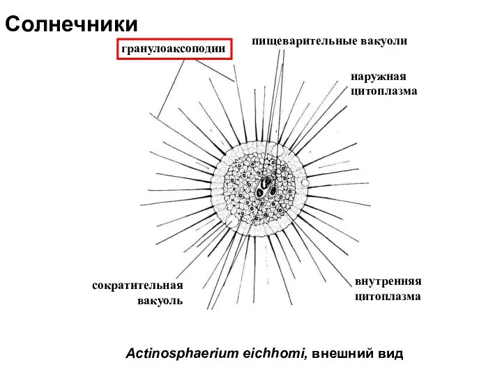 гранулоаксоподии пищеварительные вакуоли Actinosphaerium eichhomi, внешний вид Солнечники