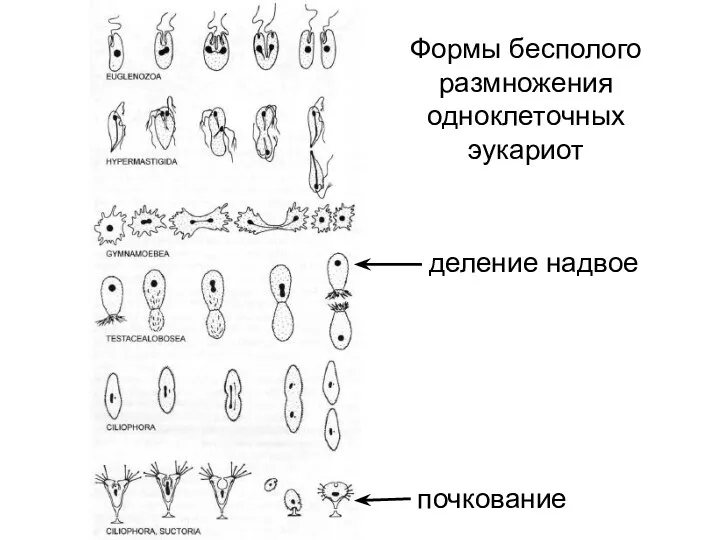 Формы бесполого размножения одноклеточных эукариот почкование деление надвое