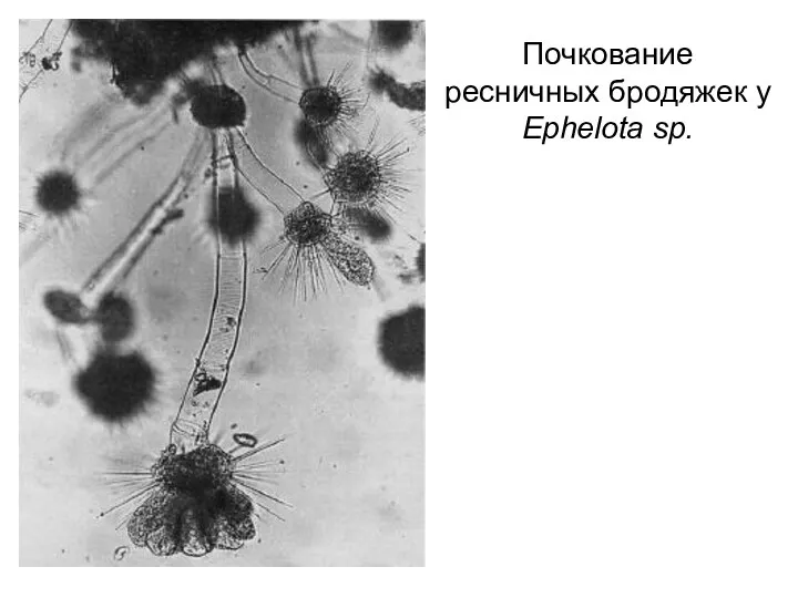 Почкование ресничных бродяжек у Ephelota sp.