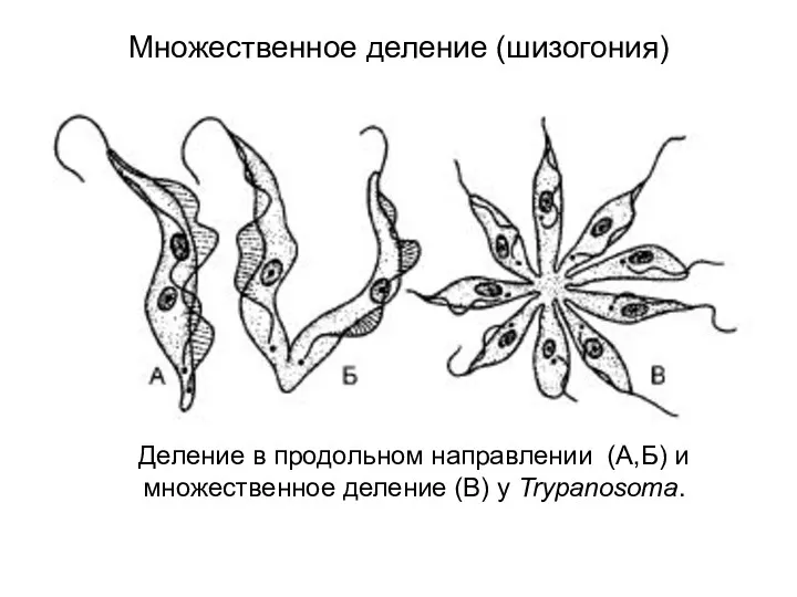 Множественное деление (шизогония) Деление в продольном направлении (А,Б) и множественное деление (В) у Trypanosoma.