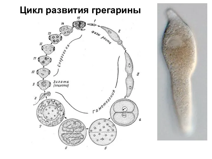 Цикл развития грегарины