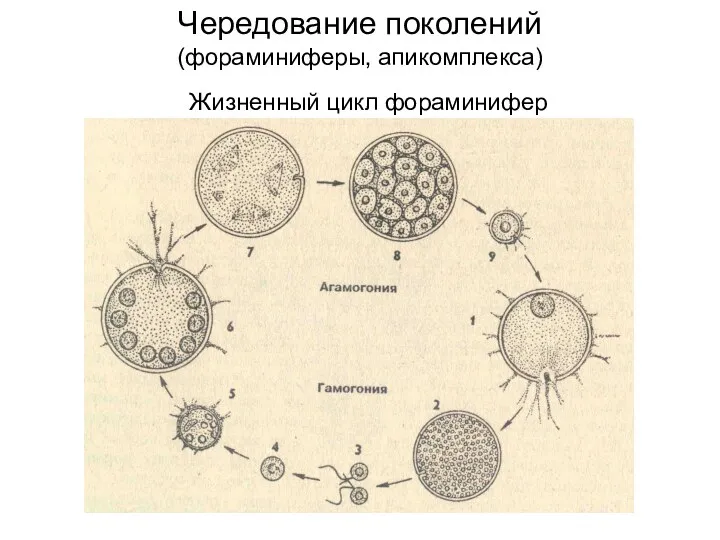 Чередование поколений (фораминиферы, апикомплекса) Жизненный цикл фораминифер