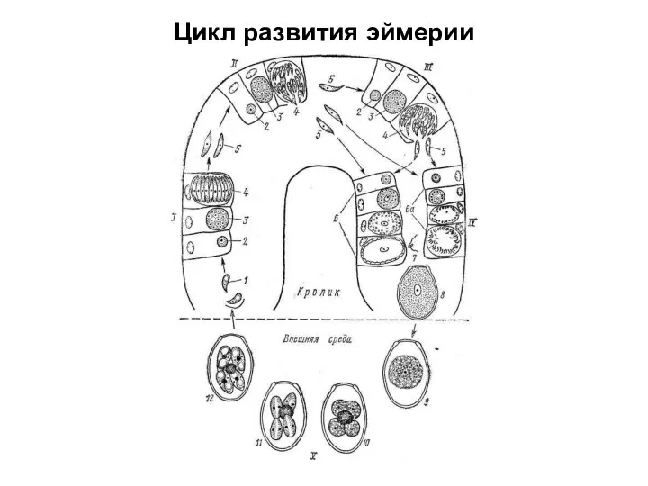 Цикл развития эймерии