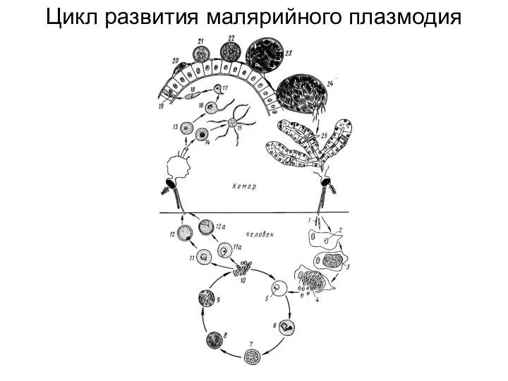 Цикл развития малярийного плазмодия