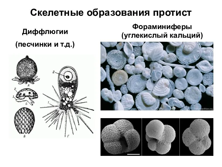 Скелетные образования протист Фораминиферы (углекислый кальций) Диффлюгии (песчинки и т.д.)