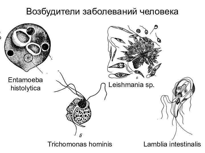 Trichomonas hominis Entamoeba histolytica Leishmania sp. Lamblia intestinalis Возбудители заболеваний человека