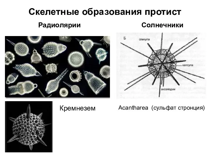 Скелетные образования протист Радиолярии Солнечники Acantharea (сульфат стронция) Кремнезем