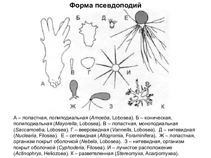 Форма псевдоподий А – лопастная, полиподиальная (Amoeba, Lobosea). Б –