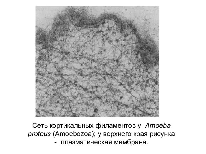 Сеть кортикальных филаментов у Amoeba proteus (Amoebozoa); у верхнего края рисунка - плазматическая мембрана.