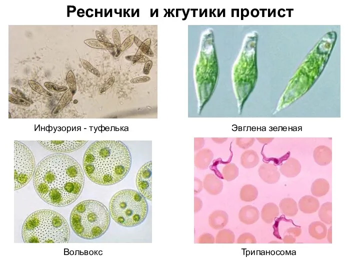 Инфузория - туфелька Реснички и жгутики протист Эвглена зеленая Вольвокс Трипаносома