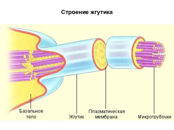 Строение жгутика