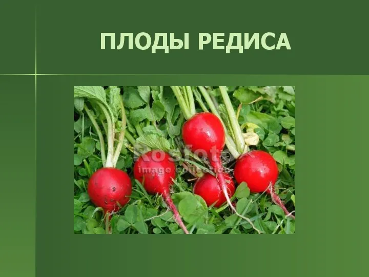 ПЛОДЫ РЕДИСА