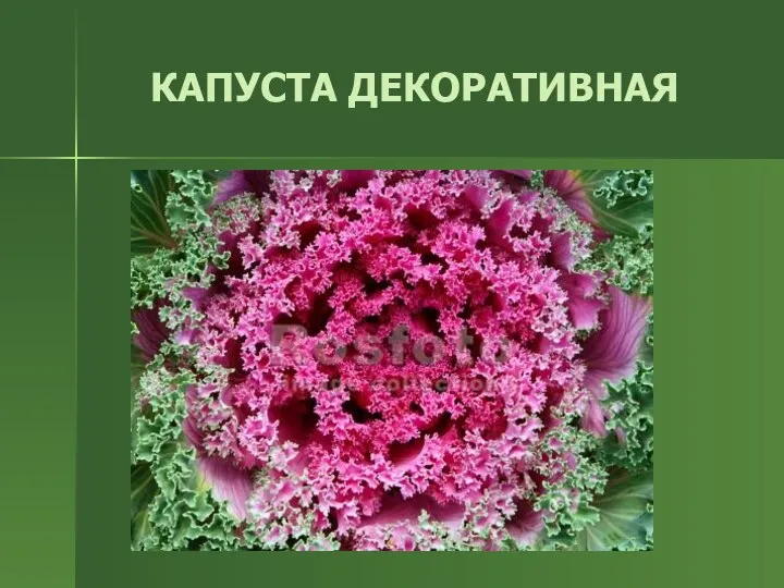 КАПУСТА ДЕКОРАТИВНАЯ