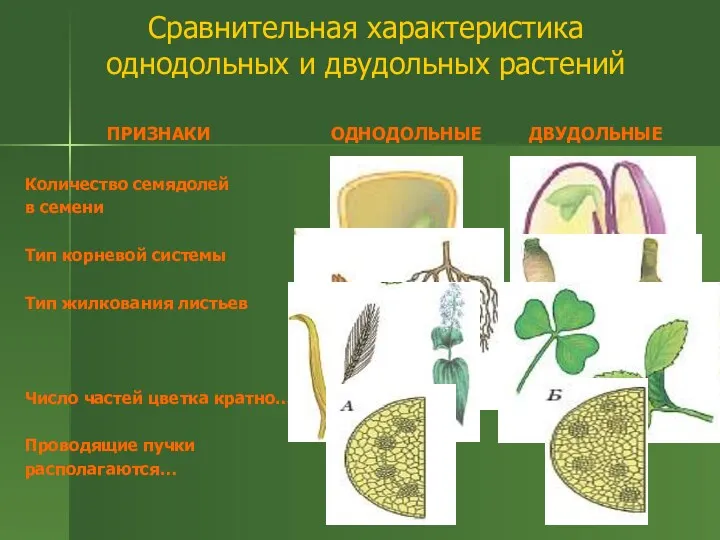 Сравнительная характеристика однодольных и двудольных растений ПРИЗНАКИ Количество семядолей в