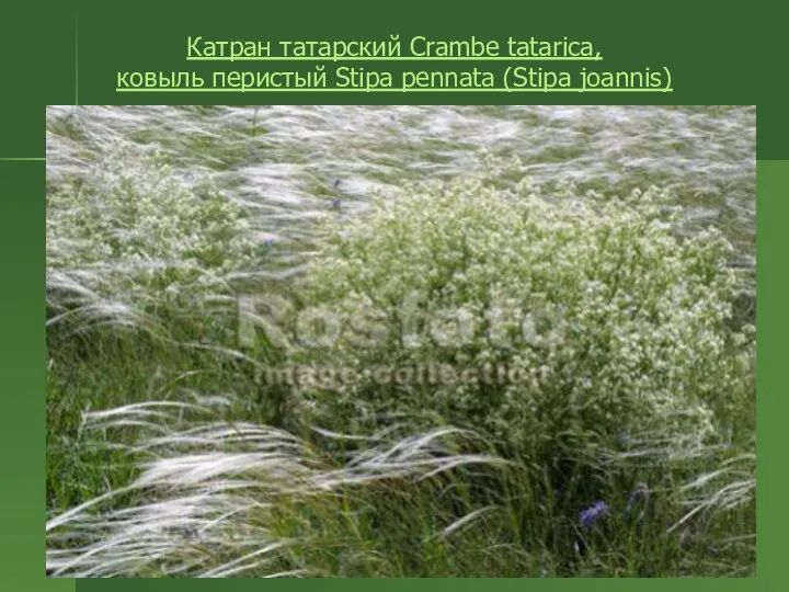 Катран татарский Crambe tatarica, ковыль перистый Stipa pennata (Stipa joannis)