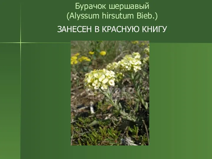 Бурачок шершавый (Alyssum hirsutum Bieb.) ЗАНЕСЕН В КРАСНУЮ КНИГУ