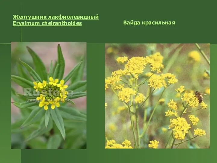 Желтушник лакфиолевидный Erysimum cheiranthoides Вайда красильная