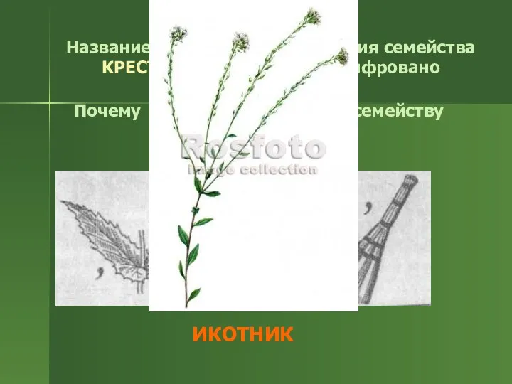 Название какого сорного растения семейства КРЕСТОЦВЕТНЫЕ здесь зашифровано ИКОТНИК Почему ИКОТНИК относится к семейству КРЕСТОЦВЕТНЫЕ?